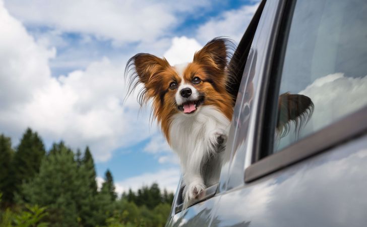 関東編 ペットとドライブしよう 愛犬と楽しめるおすすめスポット Carticle カーティクル