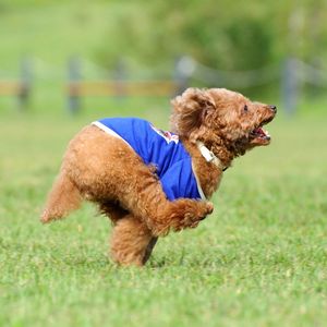 愛犬と楽しめる王道スポット