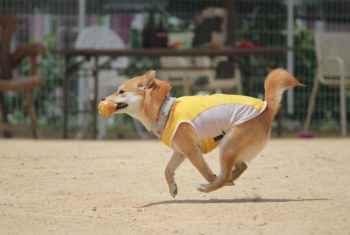 【大阪府】ペットとドライブしよう！愛犬と楽しめる大阪市のおすすめスポット