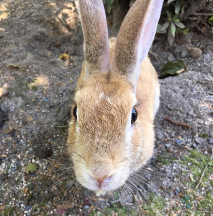 見つめるうさぎ