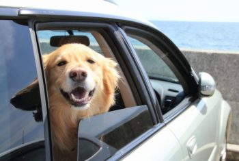 愛犬を乗せてドライブ！車に積んでおくと便利なおすすめグッズは？