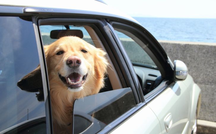 愛犬を乗せてドライブ