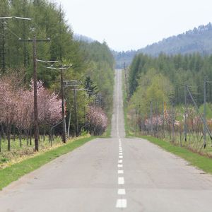 日光街道桜並木