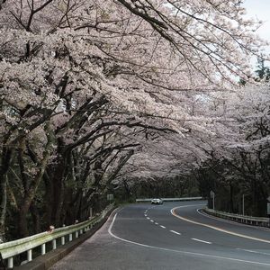 箱根ターンパイク