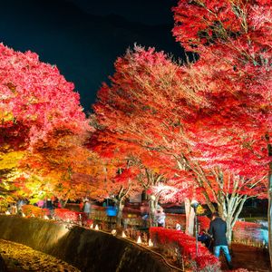 河口湖ICから定番紅葉スポットを巡ろう！