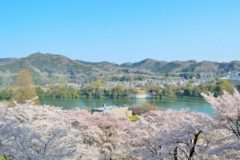 神奈川県で桜を見るならどこ？