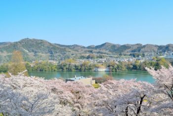 神奈川県で桜を見るならどこ？お花見ドライブで春を満喫しよう！
