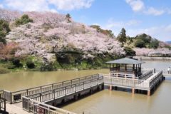 静岡県で桜を見るならどこ？