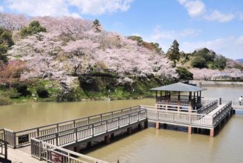 静岡県で桜を見るならどこ？お花見ドライブで春を満喫しよう！