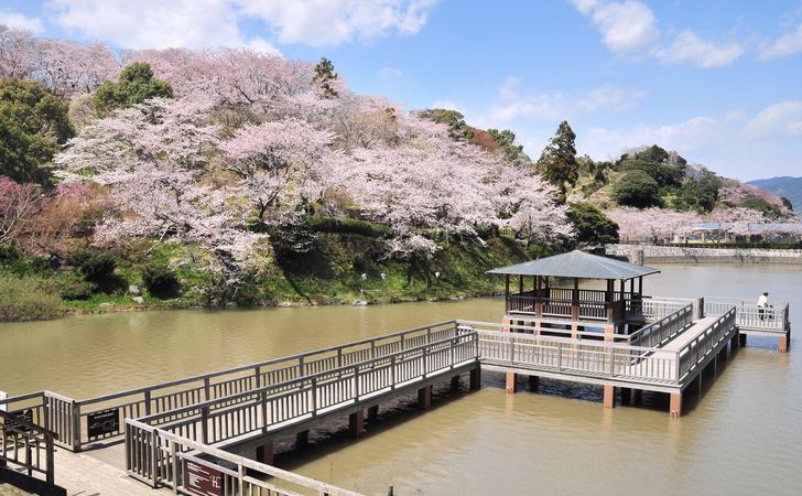 静岡県で桜を見るならどこ？