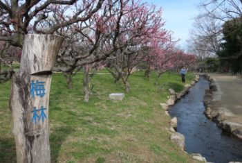 大阪の万博記念公園の梅まつりがオススメ【カーティクル編集部】