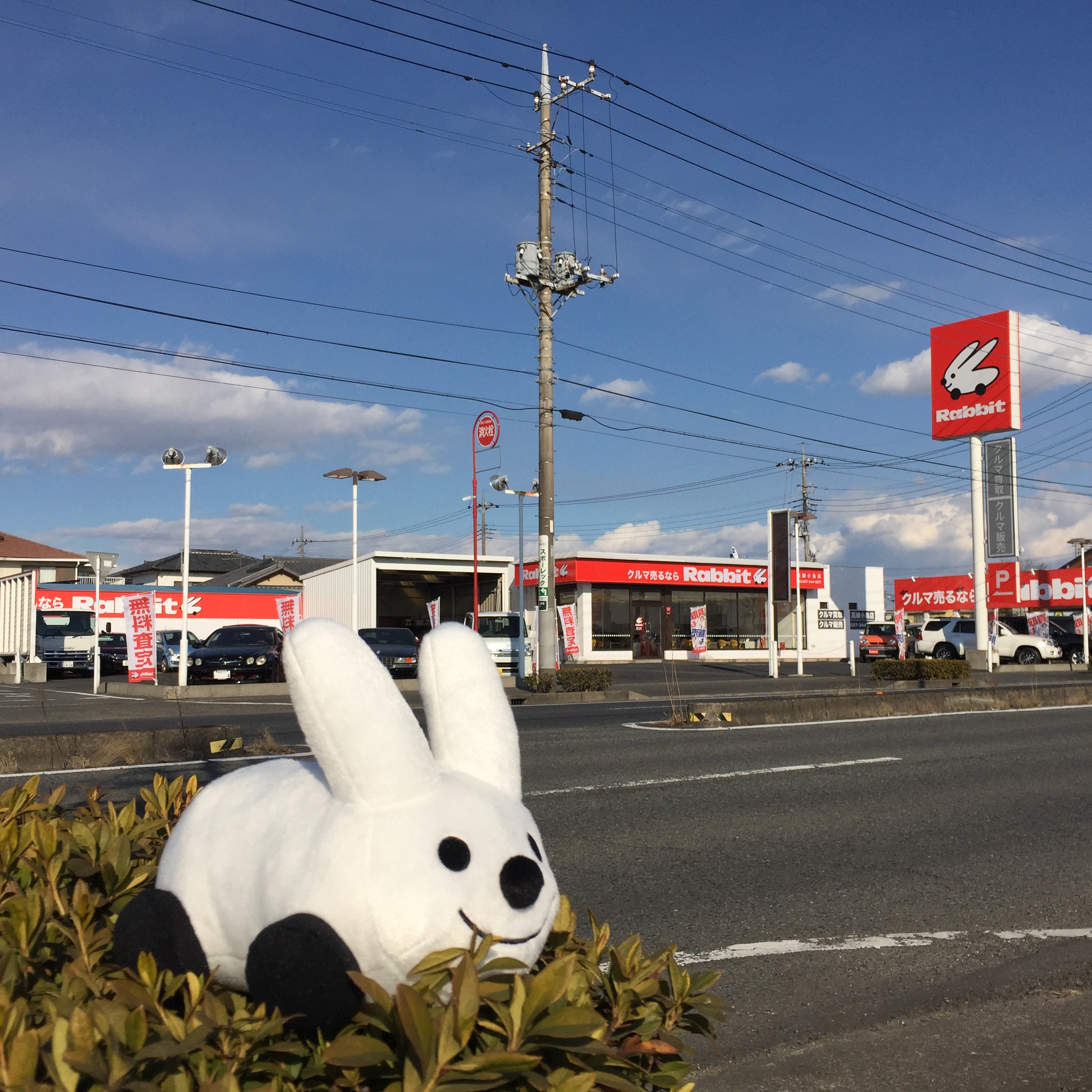 ラビット高崎小鳥店